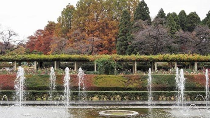 ばら園の続きです~神代植物公園⑥~