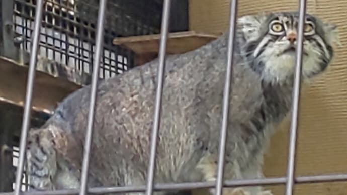 炎天の旭山動物園