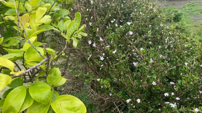 2022年5月1日 我が家の花木