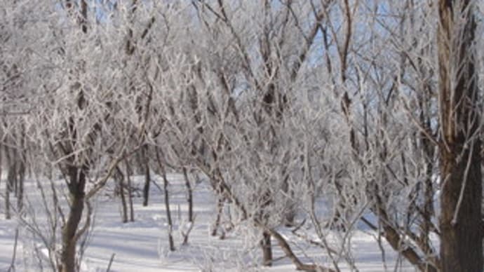 冬の北海道　木も縛れて　凍り付く　　ワカサギの途中