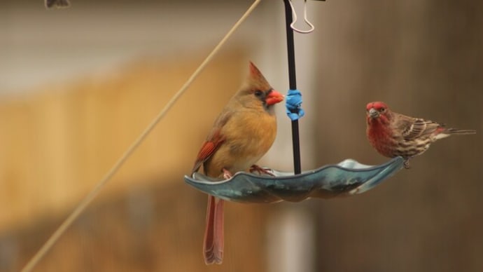 裏庭の鳥に慰めてもらう