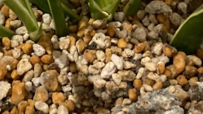 厳しさの中でも新芽!