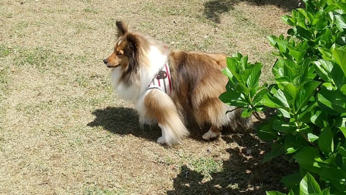 牛窓オリーブ園🌿