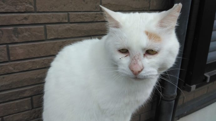 スマホの写真整理2 ブサ猫を見た