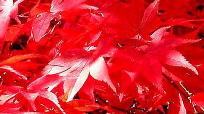恋染紅葉