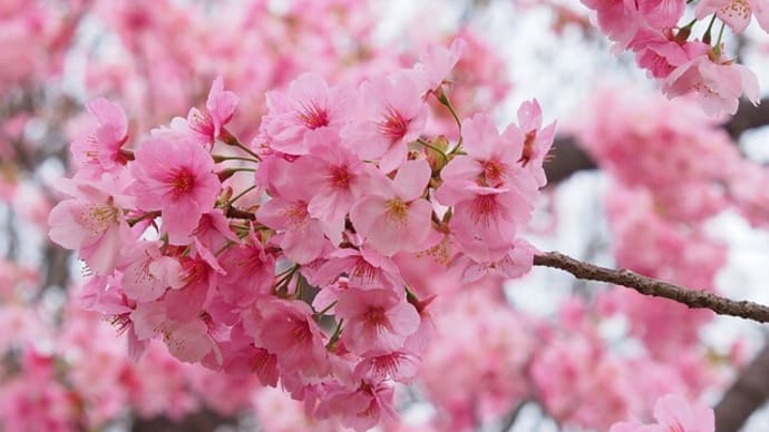 ヨコハマヒザクラとトサミズキ 馬場花木園