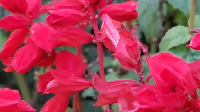 サルビアの花