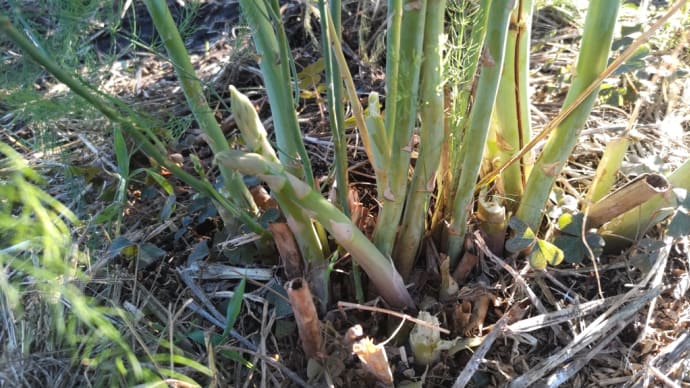 秋冬野菜の準備