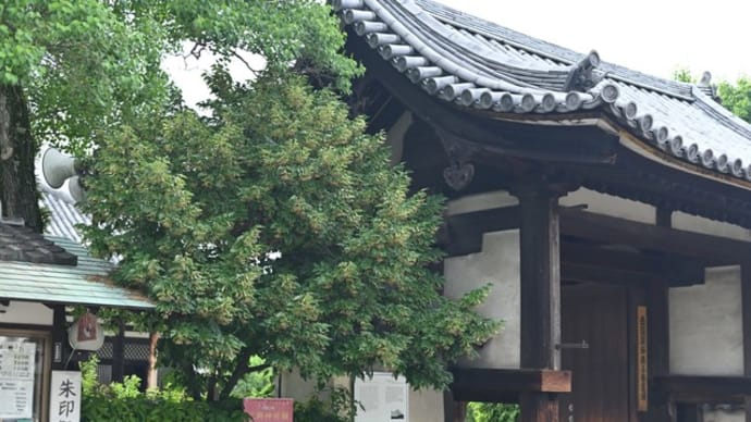 奈良の元興寺 菩提樹の花終わってた
