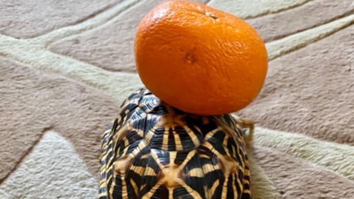 ☆ホシガメ☆みかん🍊を頂いたので(^_−)−☆
