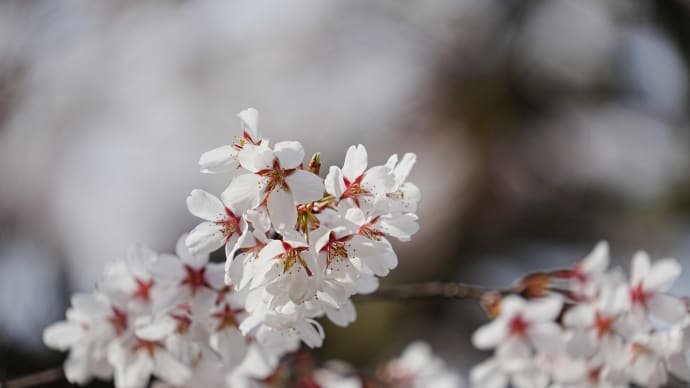 城福寺の桜を見に行く