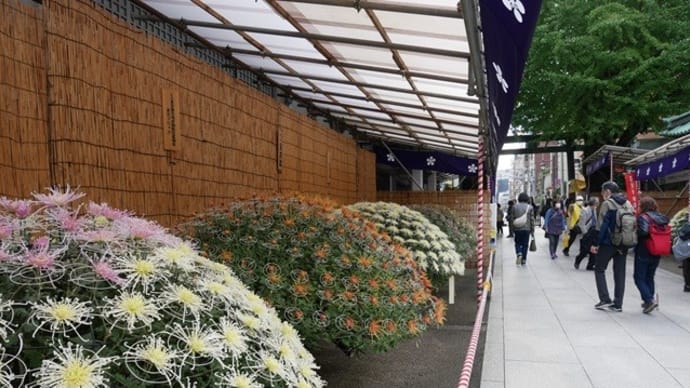 文京菊まつり