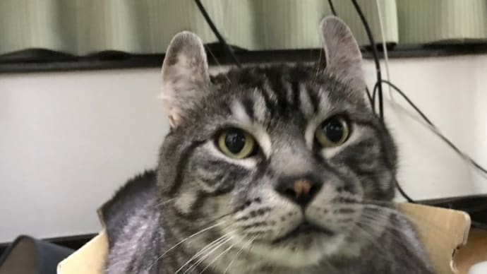 20210712の猫たちと時々犬