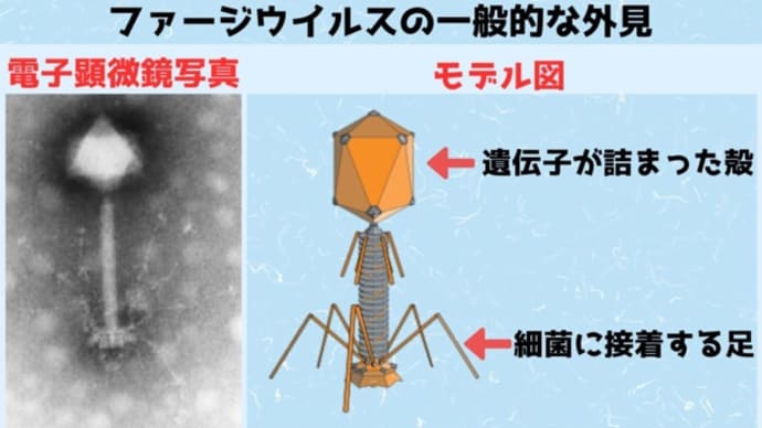 実に興味深い発見。〜赤ちゃんのウンチから1万種の「未知のウイルス」〜