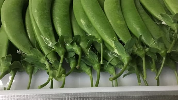 夕方の野菜の収穫