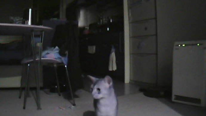 猫も馬も亀も