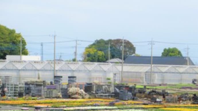 花農場・・・!? & ドラゴンフルーツ & お土産