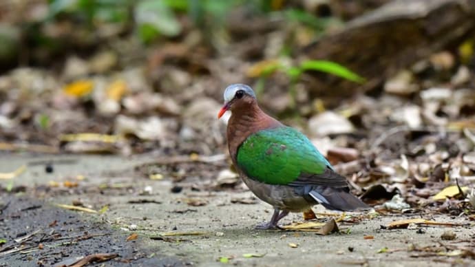 宮古島紀行2020年 その7 キンバト オオクイナ アカショウビン サンコウチョウ等