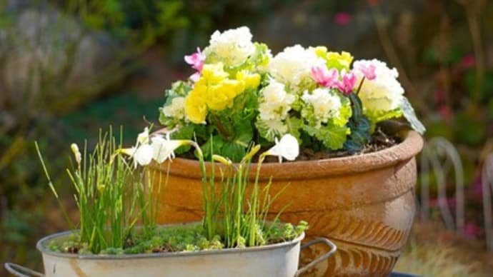 12月の寄せ植え&幸運の前兆