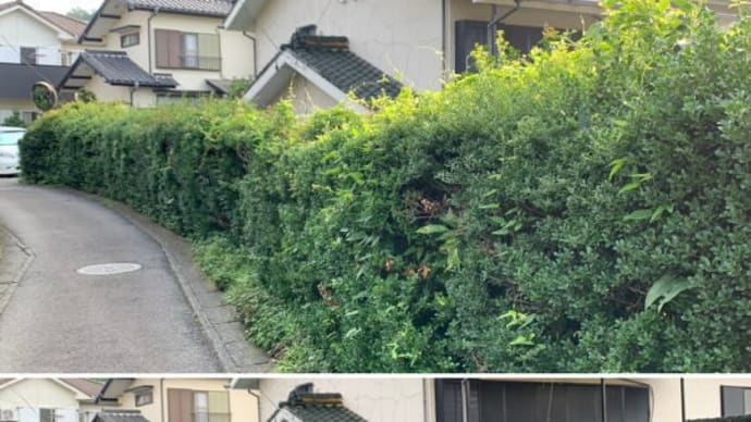 敷地と道路の境界に植えられている垣根の剪定作業