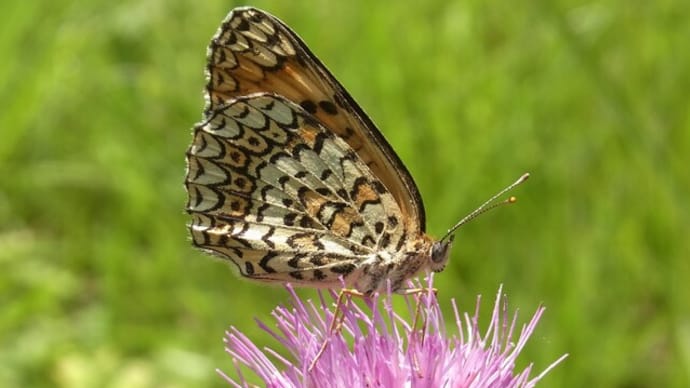 ヒョウモンモドキ Melitaea scotosia :雌雄と蛹