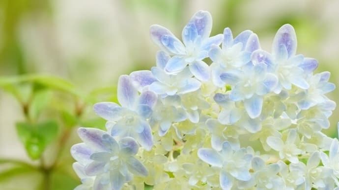 あじさい 万華鏡