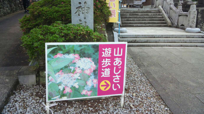 粟井神社さんでアジサイ散策したらうどん
