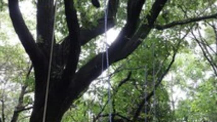 9月23日「樹は友達 木登り体験」無事終了しました。