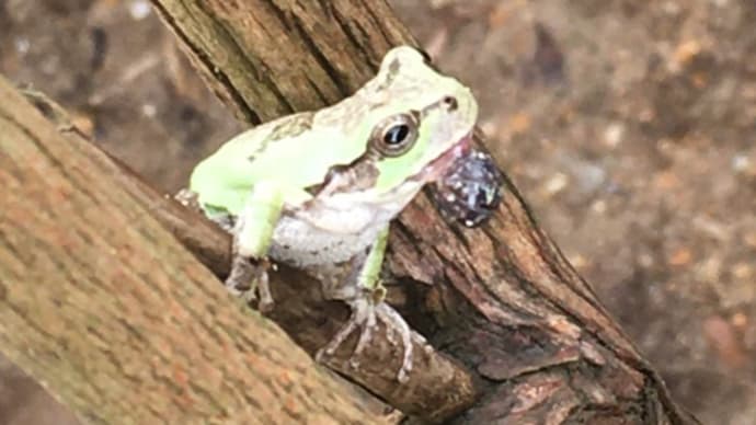 お顔に、、、