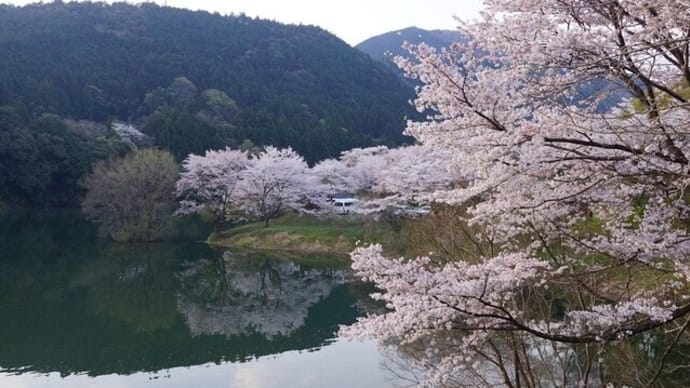 「大台町桜フォトツアー2023」に行ってきました~(^^)