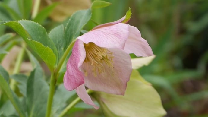 我が家の花