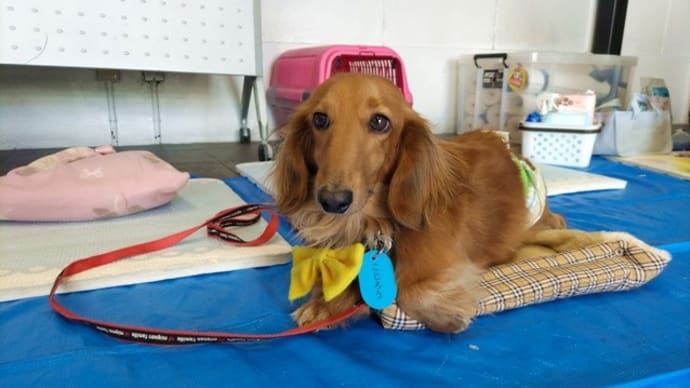 母ちゃんの日記、保護犬ミーティングにて。