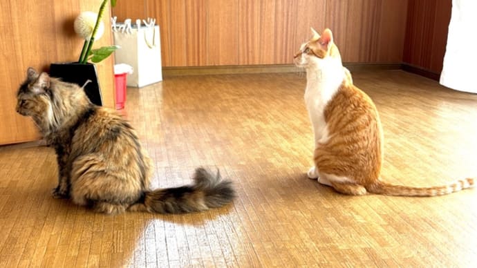 ５月１８日　リンクするピーナツ&ココナツ