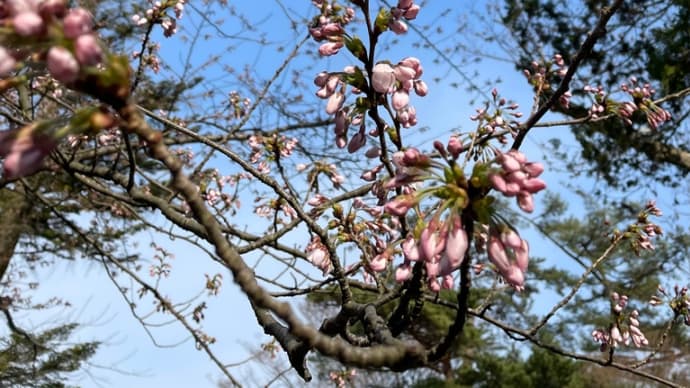 秋田市の桜“千秋公園” 4月12日
