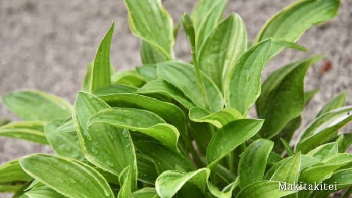 冷房能力33畳のエアコンで72畳、庭のギボウシに花芽が付いた