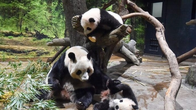 「パンダが見られる動物園①」～口語短歌と写真で綴る世界文化紀行