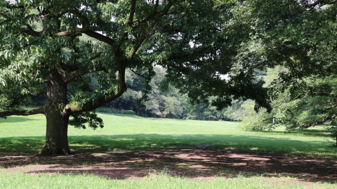 真夏日の砧公園