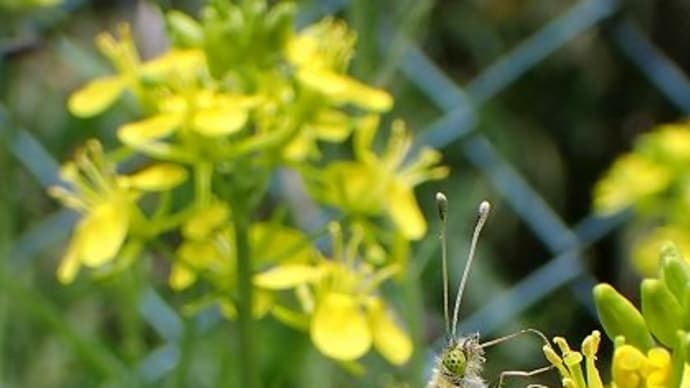 晩春の花と今ならではの出会い