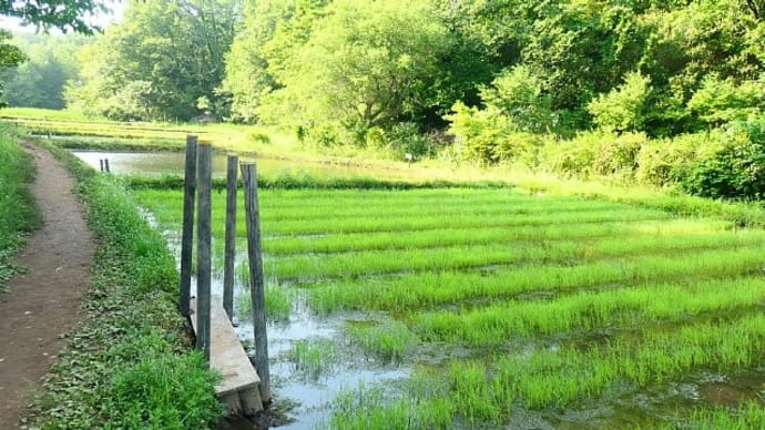 苗代のある里山田んぼの風景