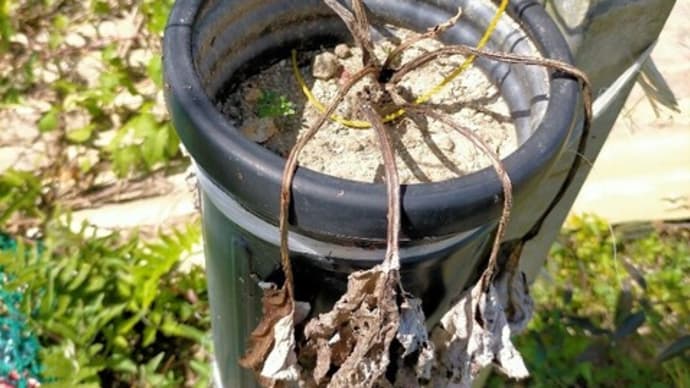モーウイ(赤瓜)の収穫