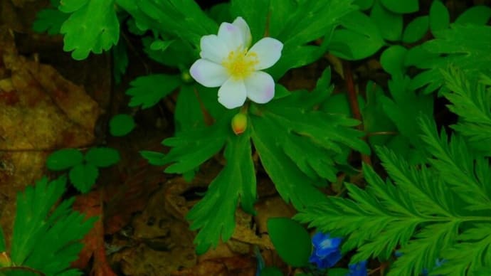 利根別原生林の山野草