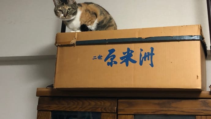 猫のハナちゃんが冷蔵庫の後ろに落ちていました