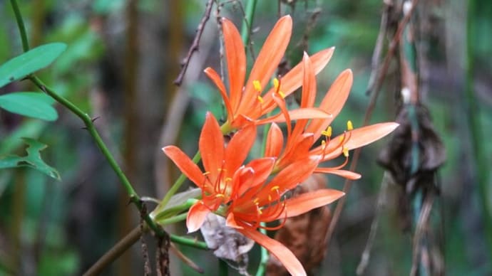 P森の花キツネノカミソリ