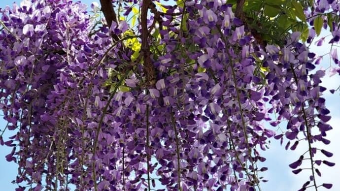 藤の花が見頃の遊園地・・・八木山ベニーランド