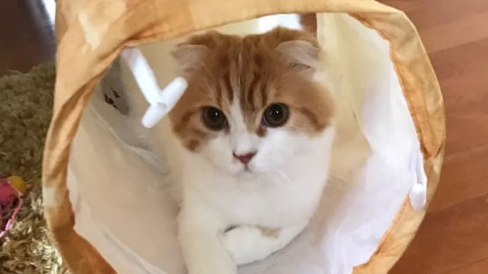 キャットトンネル