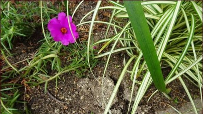 今朝の庭より・復活の花たち★今年もあと2ヶ月