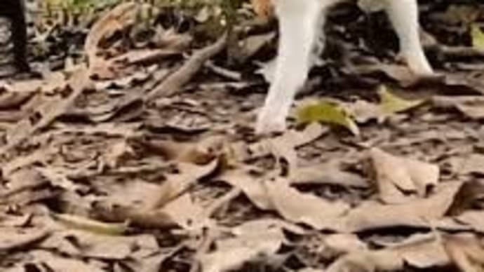 Incredible Cats vs Wild Animals Caught On Camera!