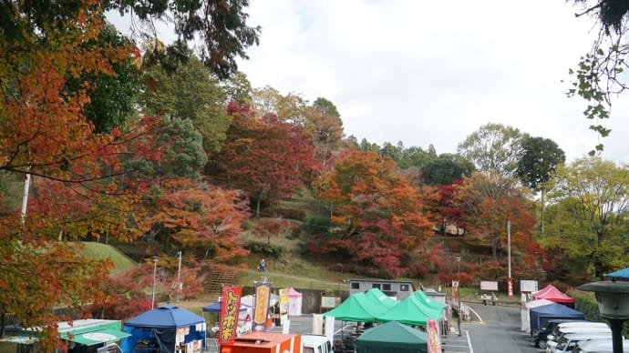 2024最上山もみじ最新情報 ⑥ 11/27