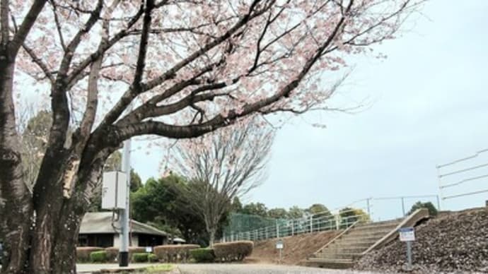 「春のエネルギーの中のチャレンジ~桜の巻Ⅳ~」