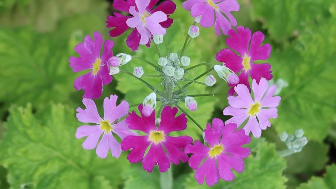 桜草の花